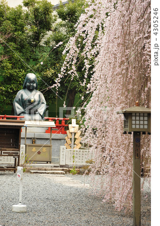京都　千本釈迦堂　おかめ桜 4305246