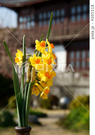 黄色い水仙 黄色い水仙 4305318