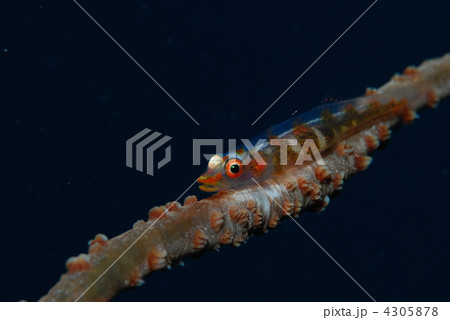 ガラスハゼ 4305878