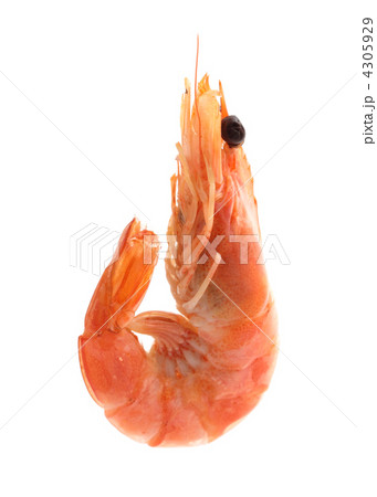 shrimp 4305929