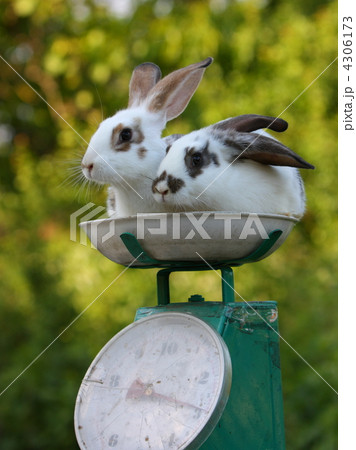 weighing of two rabbit 4306173