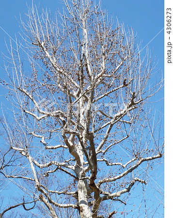 スズカケノキ スズカケノキ 4306273