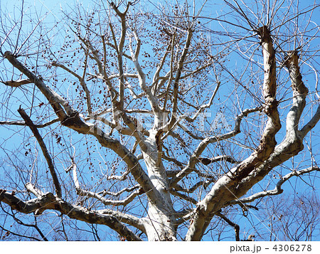 スズカケノキ スズカケノキ 4306278