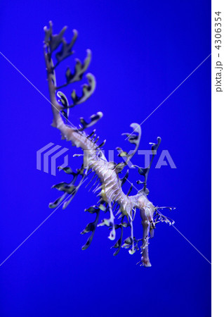 sea dragon sea dragon 4306354