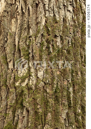 oak oak 4306374