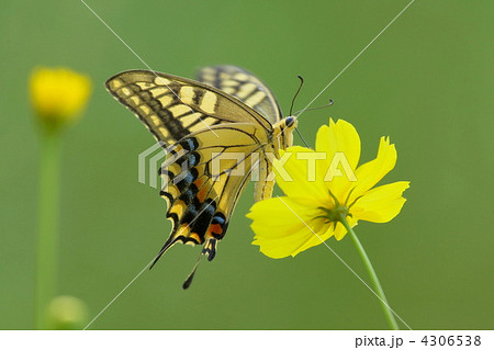 アゲハ蝶 4306538