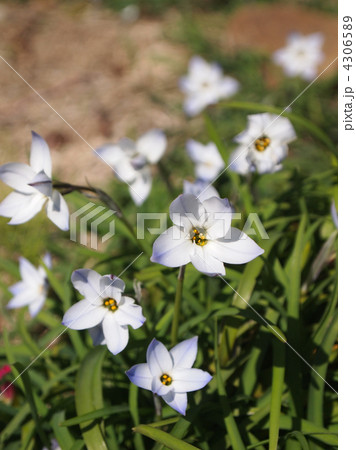 イフェイオン イフェイオン 4306589