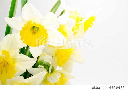 黄色い水仙の切り花 4306922