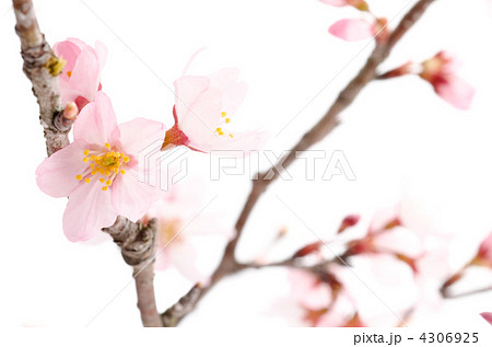 桜の切り花 桜の切り花 4306925