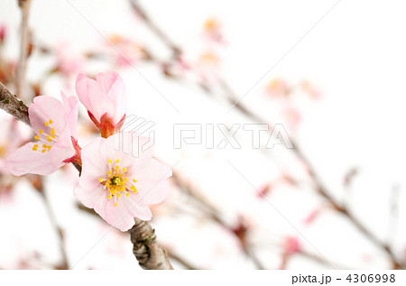 桜の切り花 桜の切り花 4306998
