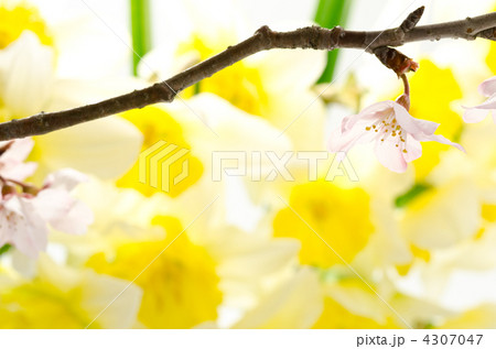 水仙をバックに桜の切り花 水仙をバックに桜の切り花 4307047