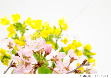 菜の花をバックに桜の切り花 菜の花をバックに桜の切り花 4307064