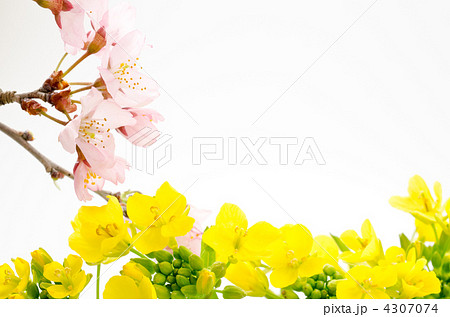 桜と菜の花の切り花 桜と菜の花の切り花 4307074
