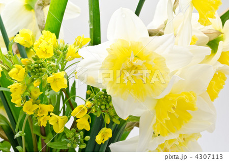 水仙と菜の花の切り花 水仙と菜の花の切り花 4307113