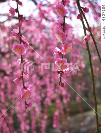枝垂れ梅 4307184