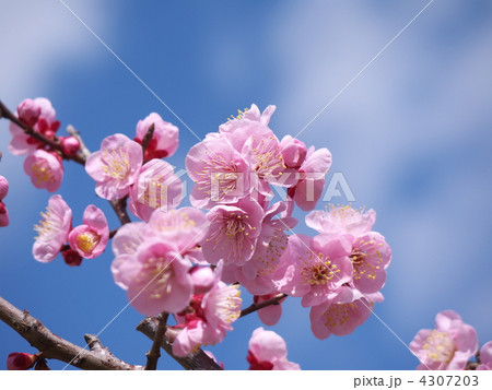 梅の花 梅の花 4307203