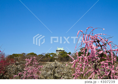 大阪城梅林 大阪城梅林 4307239