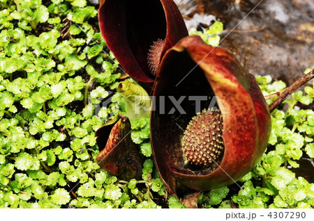 ザゼンソウ 4307290