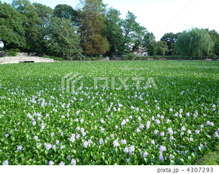 水城公園 ホテイアオイ 水城公園 ホテイアオイ 4307293