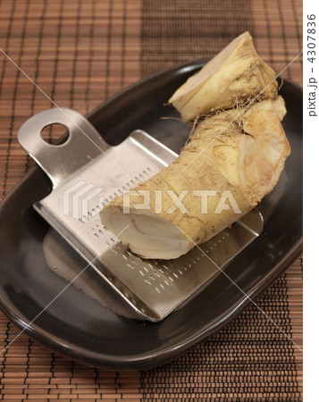 山わさび 山わさび 4307836