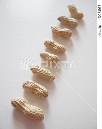 落花生 落花生 4308663