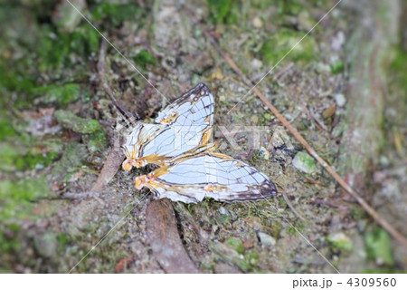 山道に羽を広げて止まるイシガキチョウ（イシガケチョウ） 4309560