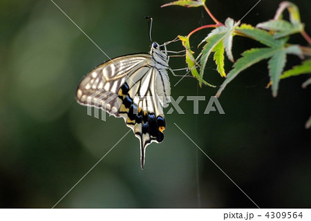 新緑の紅葉の葉に止まるアゲハ 新緑の紅葉の葉に止まるアゲハ 4309564