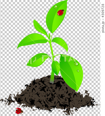young green plant and ladybird 4309728