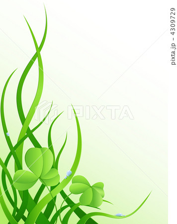 green grass and leaves of clover 4309729