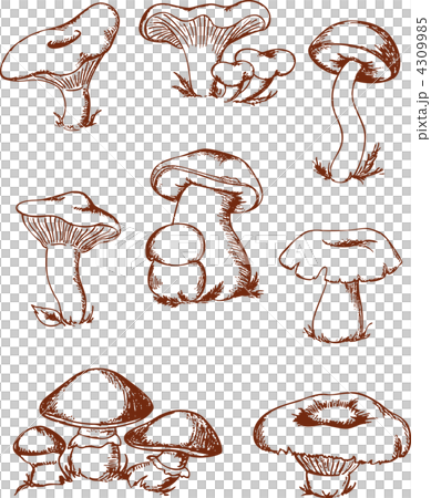 vintage forest mushrooms 4309985