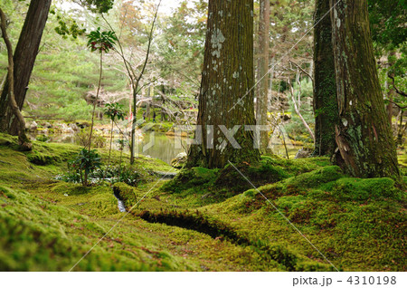 西芳寺（苔寺） 4310198