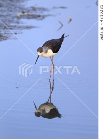 あなた誰? あなた誰? 4310281