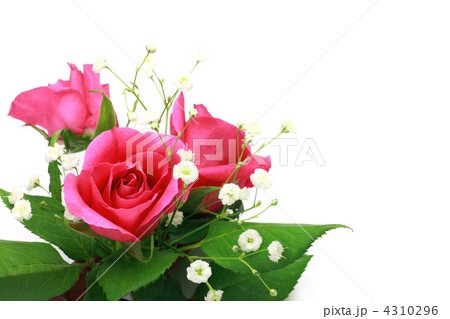 薔薇 4310296