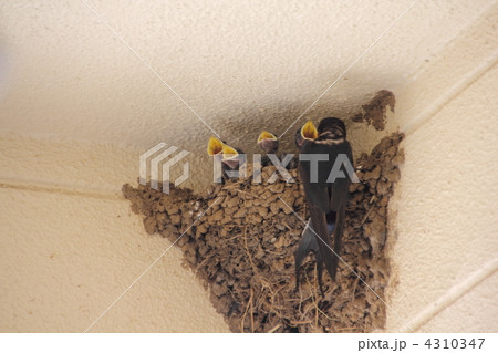 ツバメの子育て ツバメの子育て 4310347