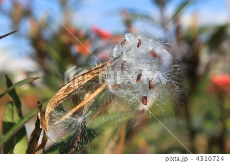 トウワタの綿毛と青空 4310724