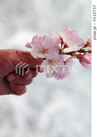 桜と子供の手 桜と子供の手 4310737