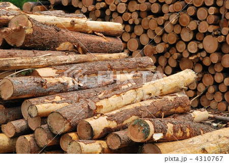 丸太 丸太 4310767