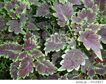 コリウス 4310857