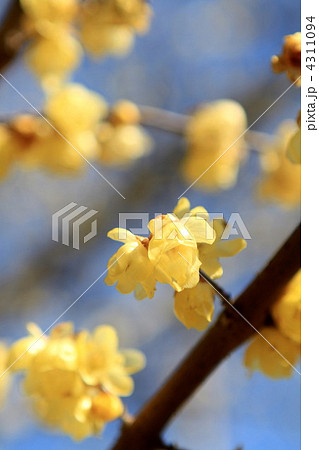 素心蝋梅の花 4311094