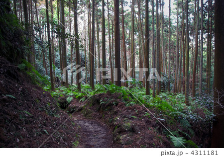 六浦道　朝比奈切通から熊野神社へ 4311181