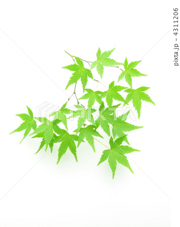 イロハモミジ若葉 イロハモミジ若葉 4311206