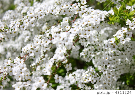 ユキヤナギ ユキヤナギ 4311224