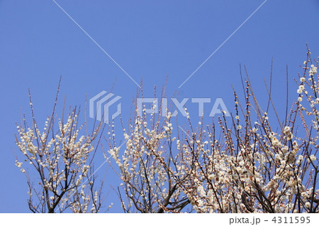 3月 ハクバイ・バラ科260 3月 ハクバイ・バラ科260 4311595