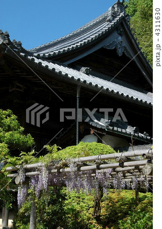 京都 山崎聖天の藤 京都 山崎聖天の藤 4311630