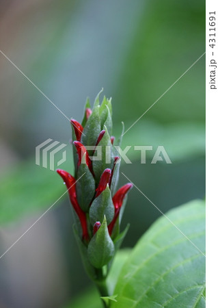 パキスタキス・コッキネア パキスタキス・コッキネア 4311691