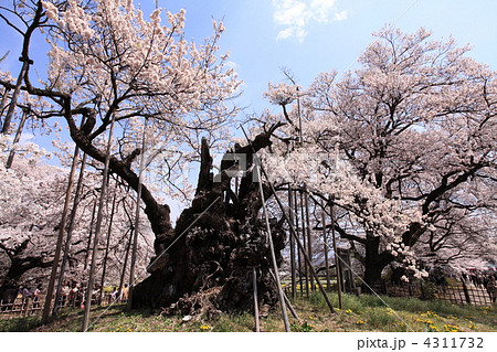 山高の神代桜 山高の神代桜 4311732