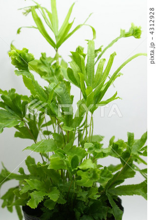 観葉植物　プテリス 4312928