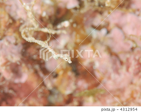 極小海龍 4312954