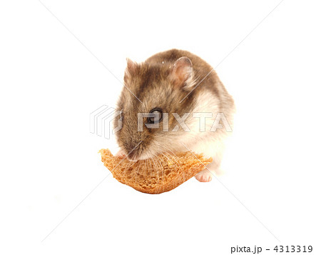 Hamster with a bread slice 4313319