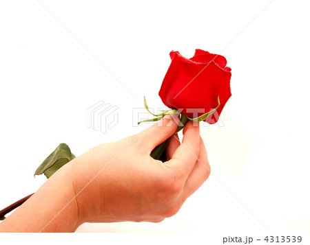 Rose and arm 4313539